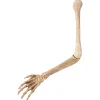 Spirit Halloween Skeleton Arm Prop - 2023 Spirit Hallows Cemetery